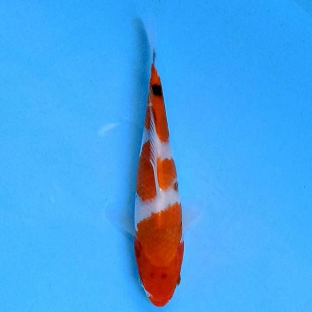Sanke 18cm