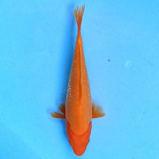 Benigoi 20cm