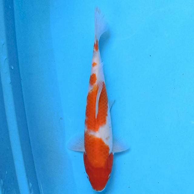 Kohaku 23 cm