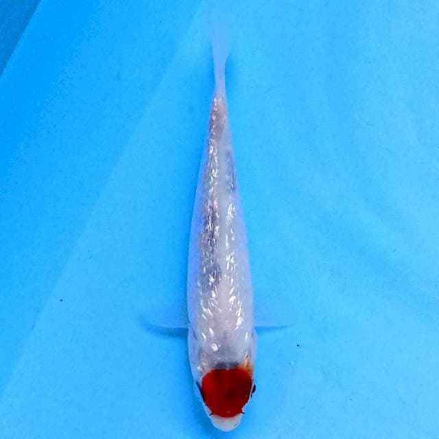 Tancho Ginrin 15cm
