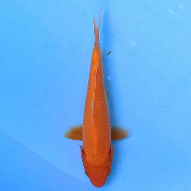 Benigoi 17cm