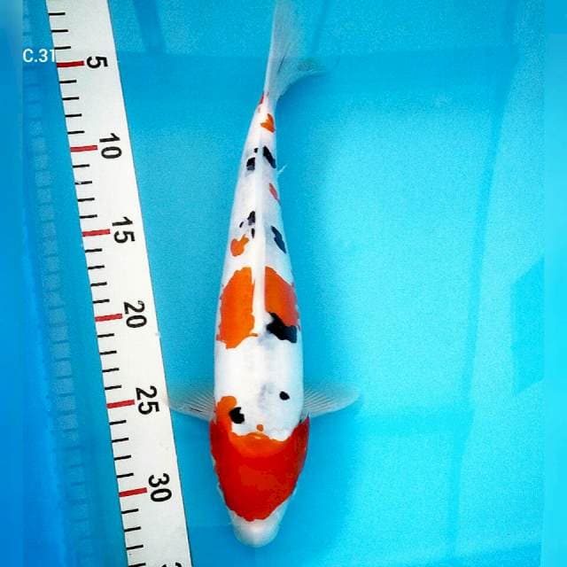 31cm doit sanke