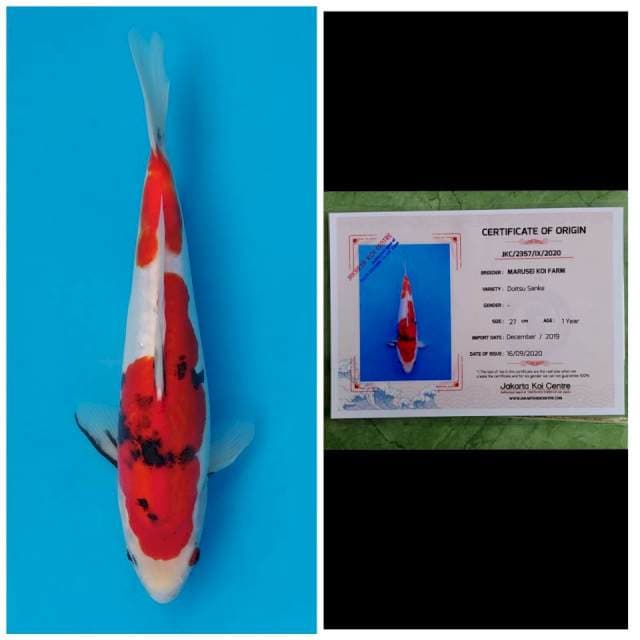 Marusei Sanke Doitsu