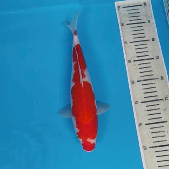 Kohaku ~34