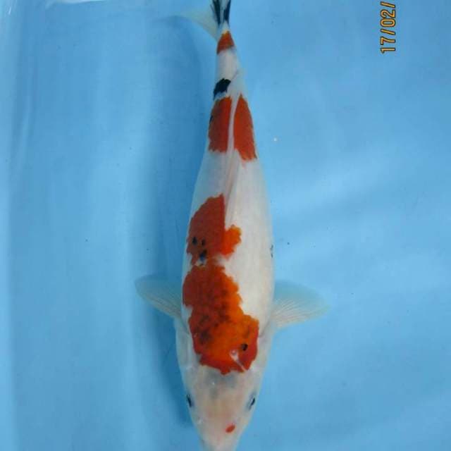 Showa sansoku