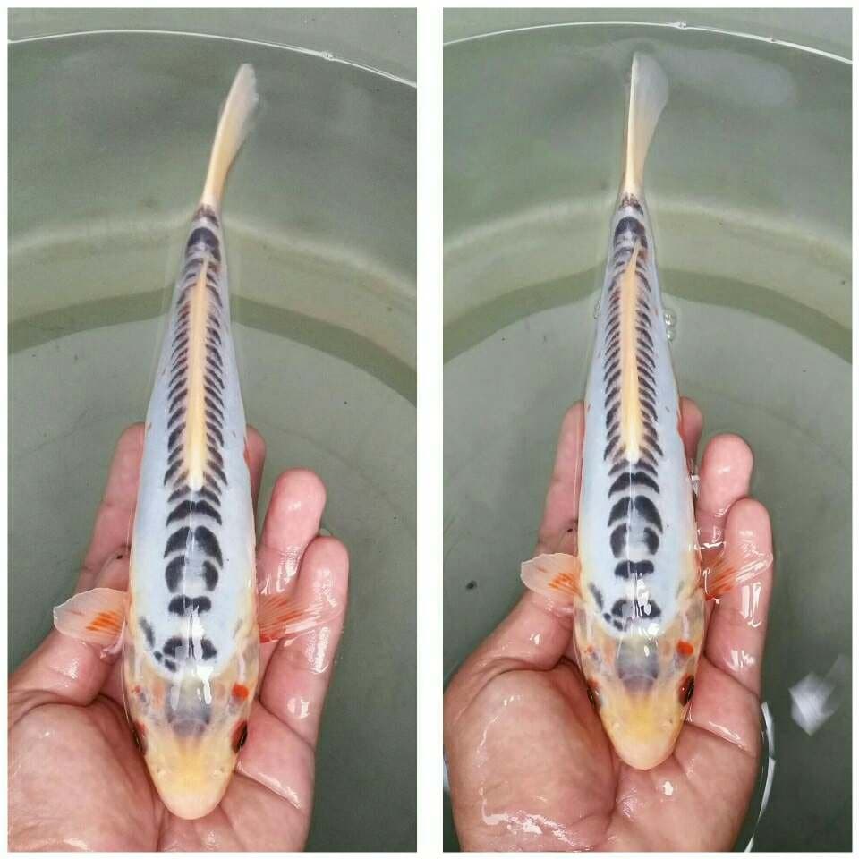 Shusui 24cm