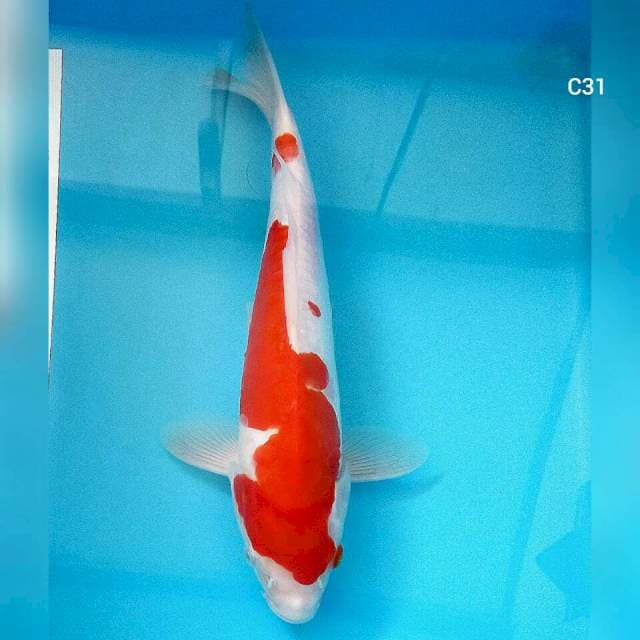 31.cm kohaku doit