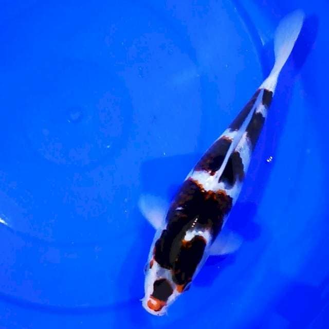 Budo Goromo 29cm