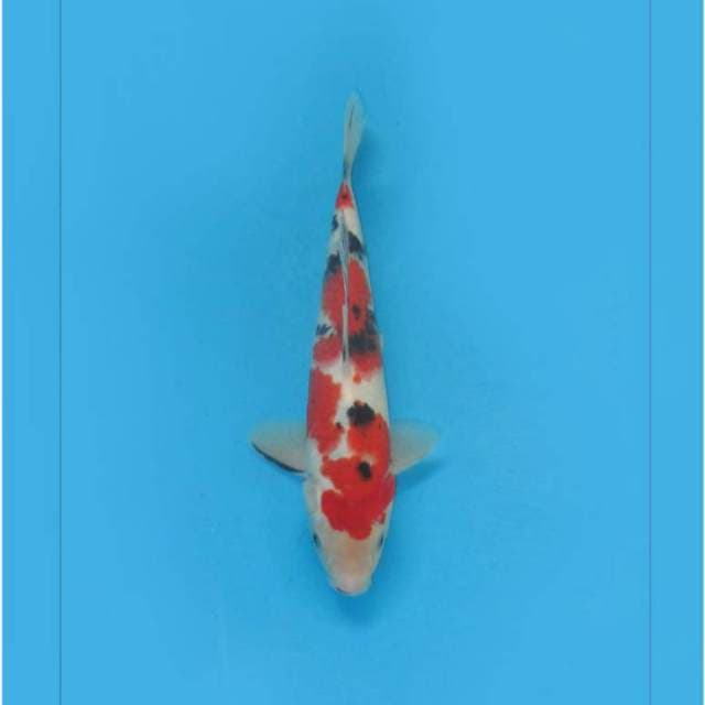 F1 TAISHO SANKE ORIGINAL - TOSAI