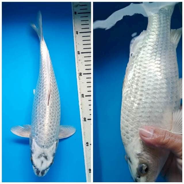 MUKASHI GINRIN BULKY 34 Cm