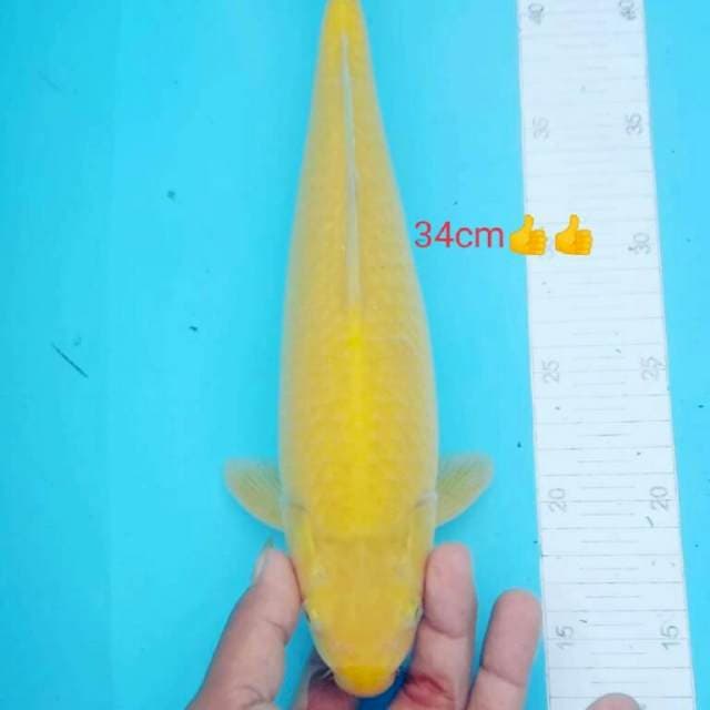 NAGA BONAR 3