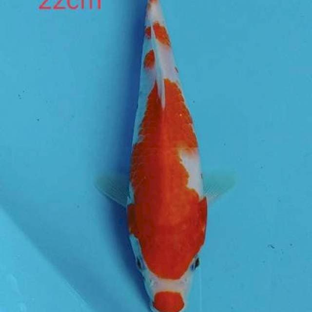 KOHAKu 22cm