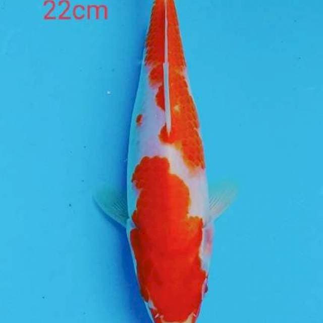 KOHAKu 22cm