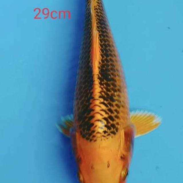 MATsuba 29cm