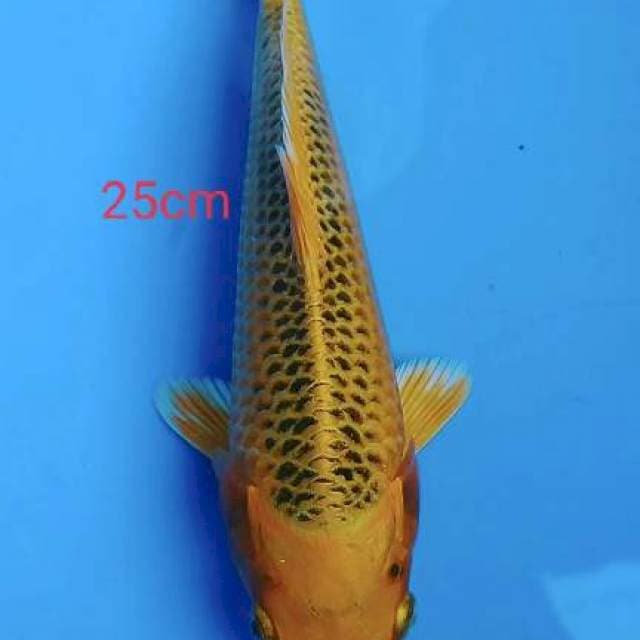 MATSUBA 25cm