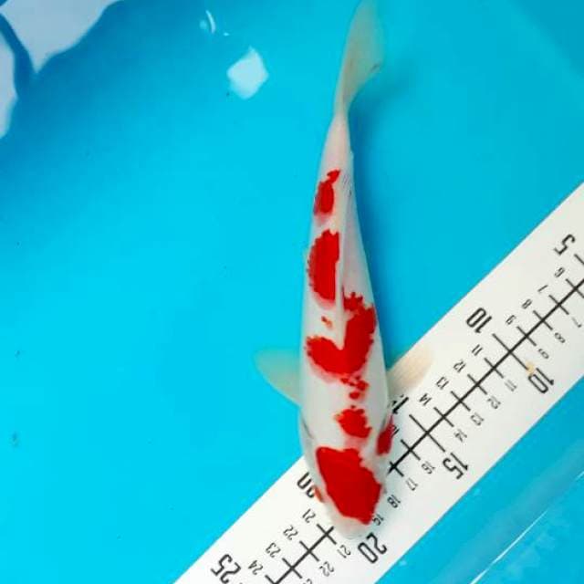 Kohaku 22cm