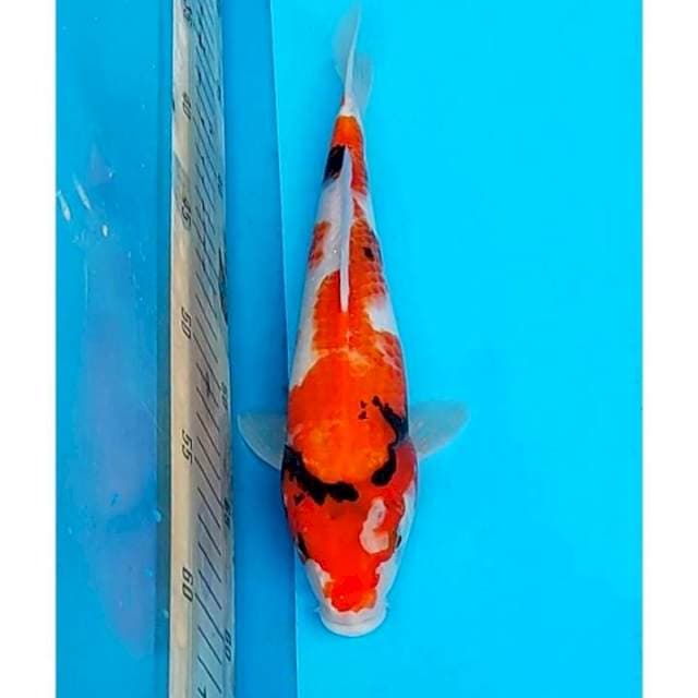 Prospect Showa Sanshoku 27cm