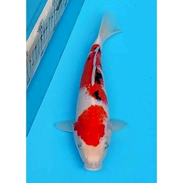 Sanke 2step Original 25cm
