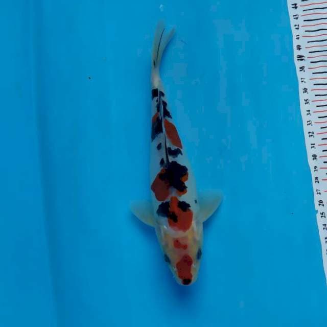 sanke doitsu 25 cm