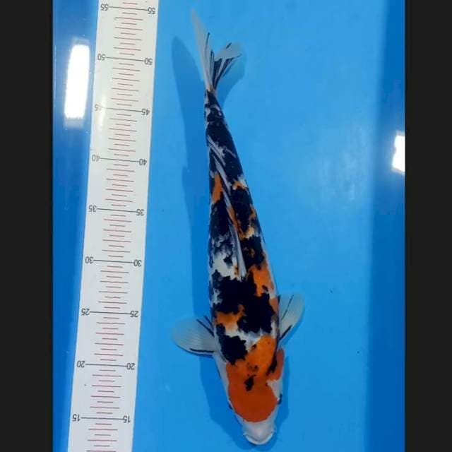 Sanke 40cm