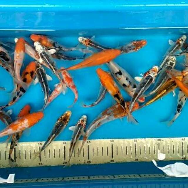 Mix koi 10-15cm (50ekor)