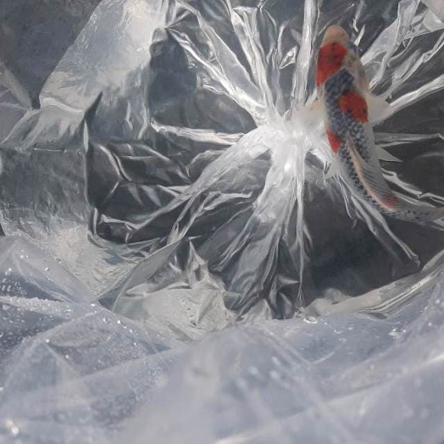 Goshiki 21cm