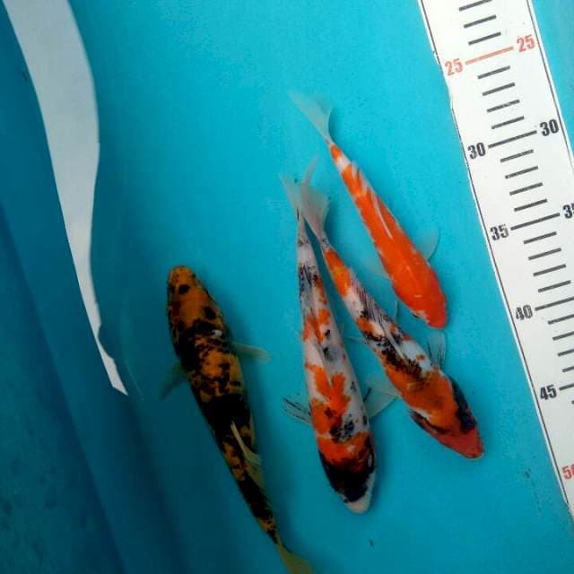 Showa, hiutsuri, kohaku