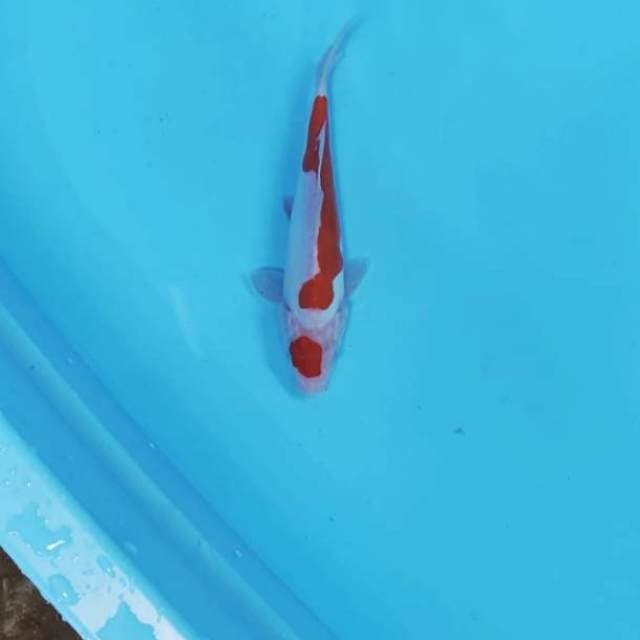 MARUTEN KOHAKU