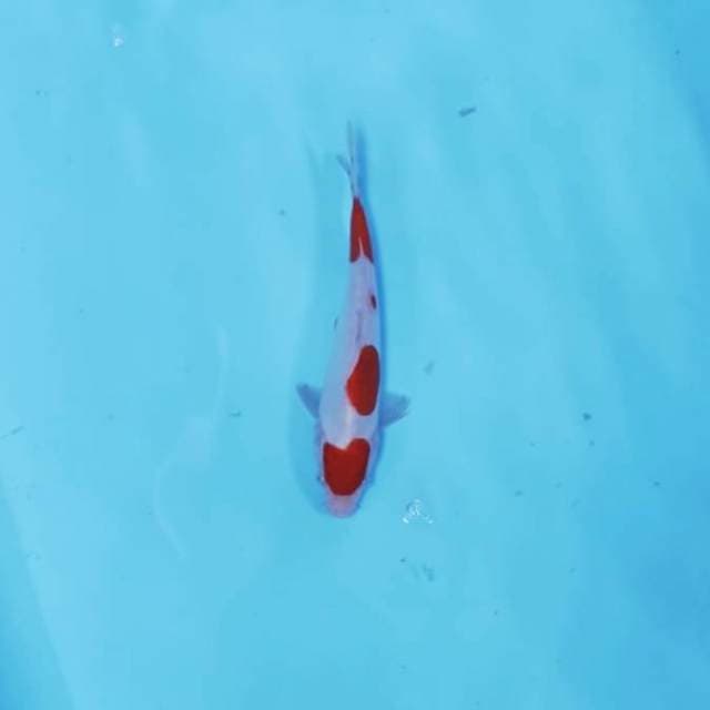 KOHAKU CEPLOK