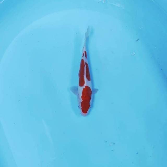 KOHAKU STEP 3