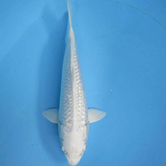White ginrin