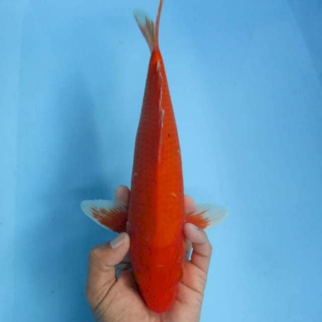 Aka hajiro male