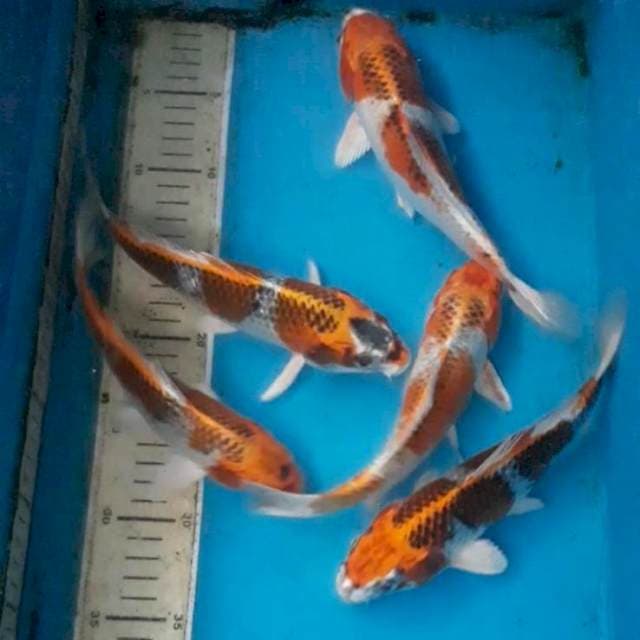 5 ekor kujaku 24-25 cm