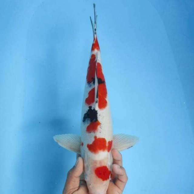 Thaiso male