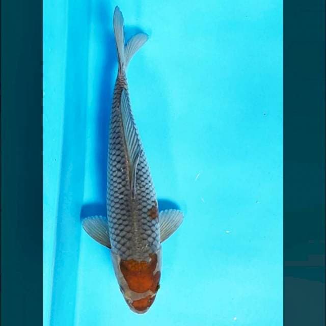 Tancho Ochiba shigure 29cm male