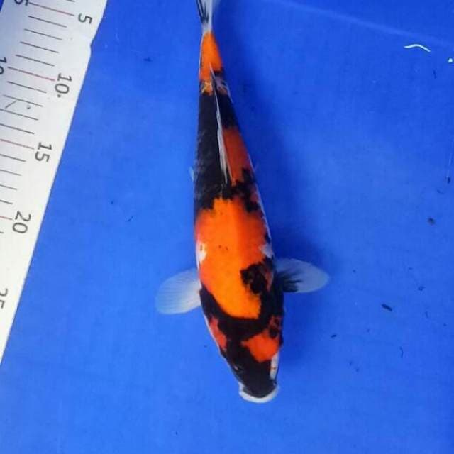 Original 30 cm