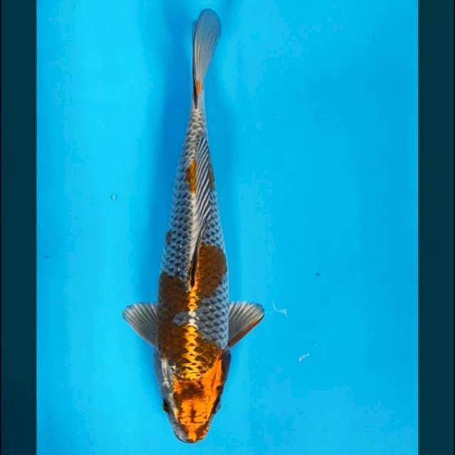 Ochiba kogane 26cm male