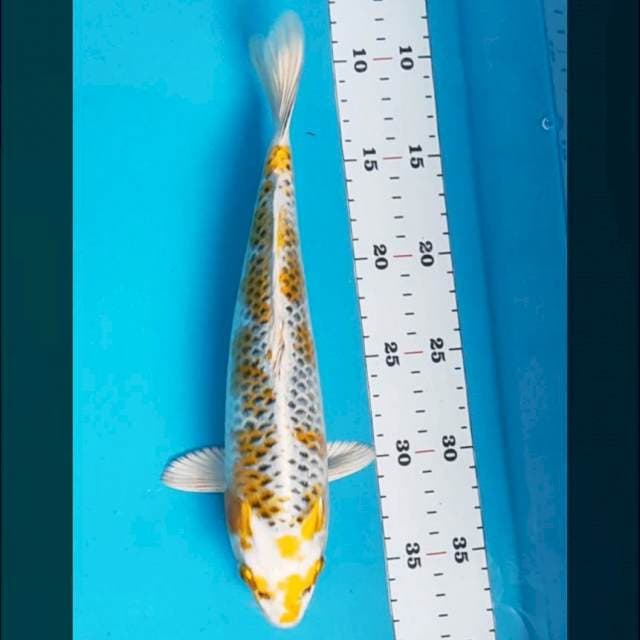 Kin kujaku 28cm male
