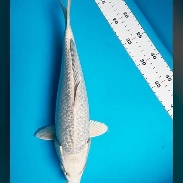 Gin matsuba ginrin 32cm