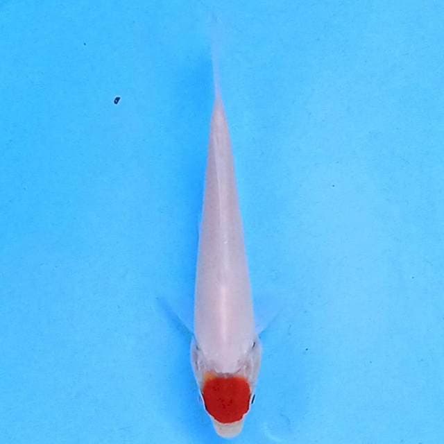 Tancho Kohaku 15 cm
