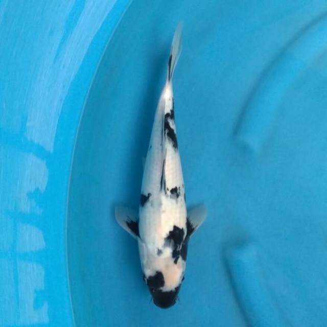 F1 Damiri Koi - Shiro Utsuri