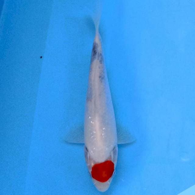 Tancho Sanke 21 cm