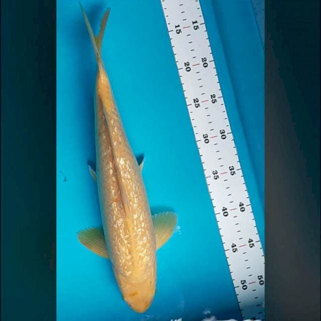 Karashi ginrin 39cm male