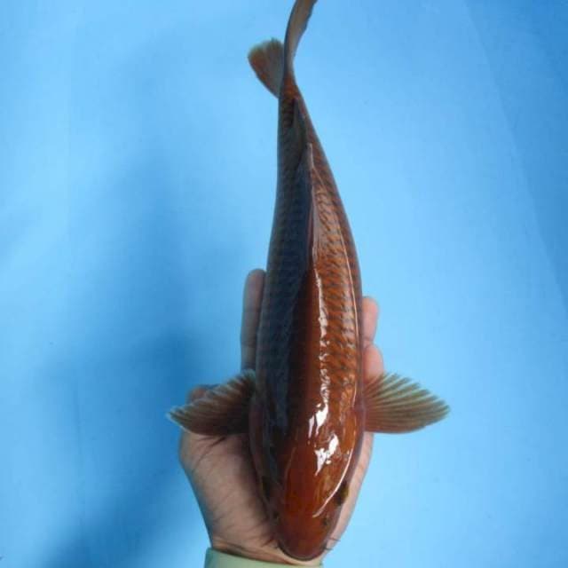 Pejinak koi