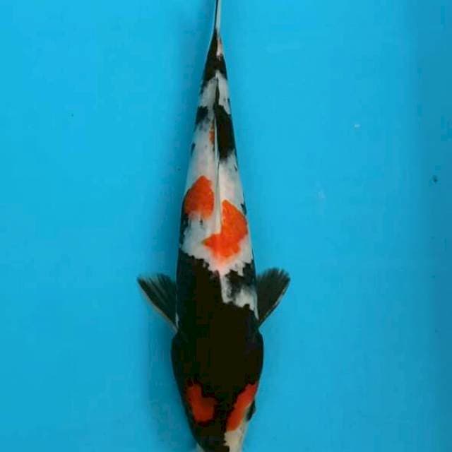 showa