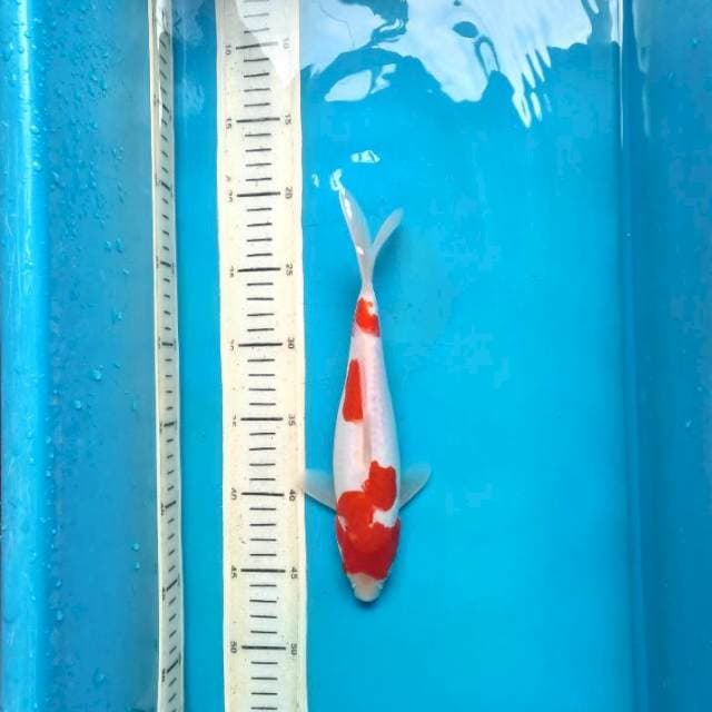 Kohaku doit 25cm