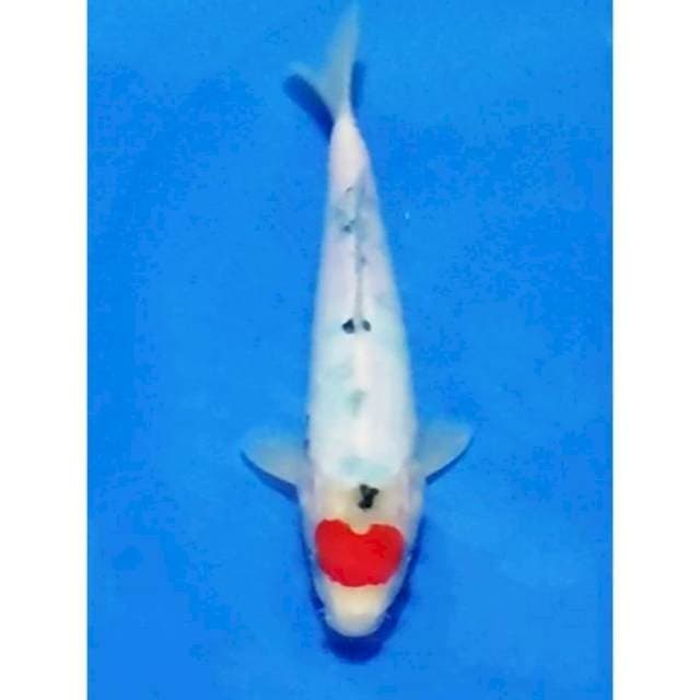 Tancho Sanke Original 25cm (M)