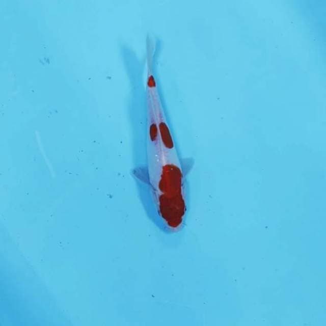 KOHAKU CEPLOK