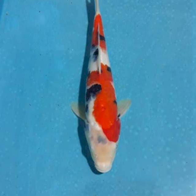 Tunggal 02 #Showa Sanshoku 25cm