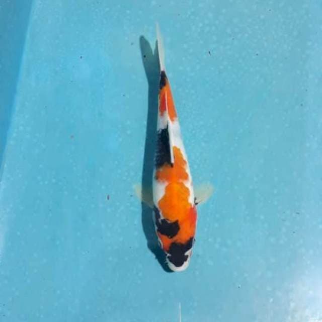 Tunggal 05# Showa Sansoku 21cm